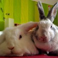 Happy Easter!